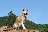 AKITA INU 435